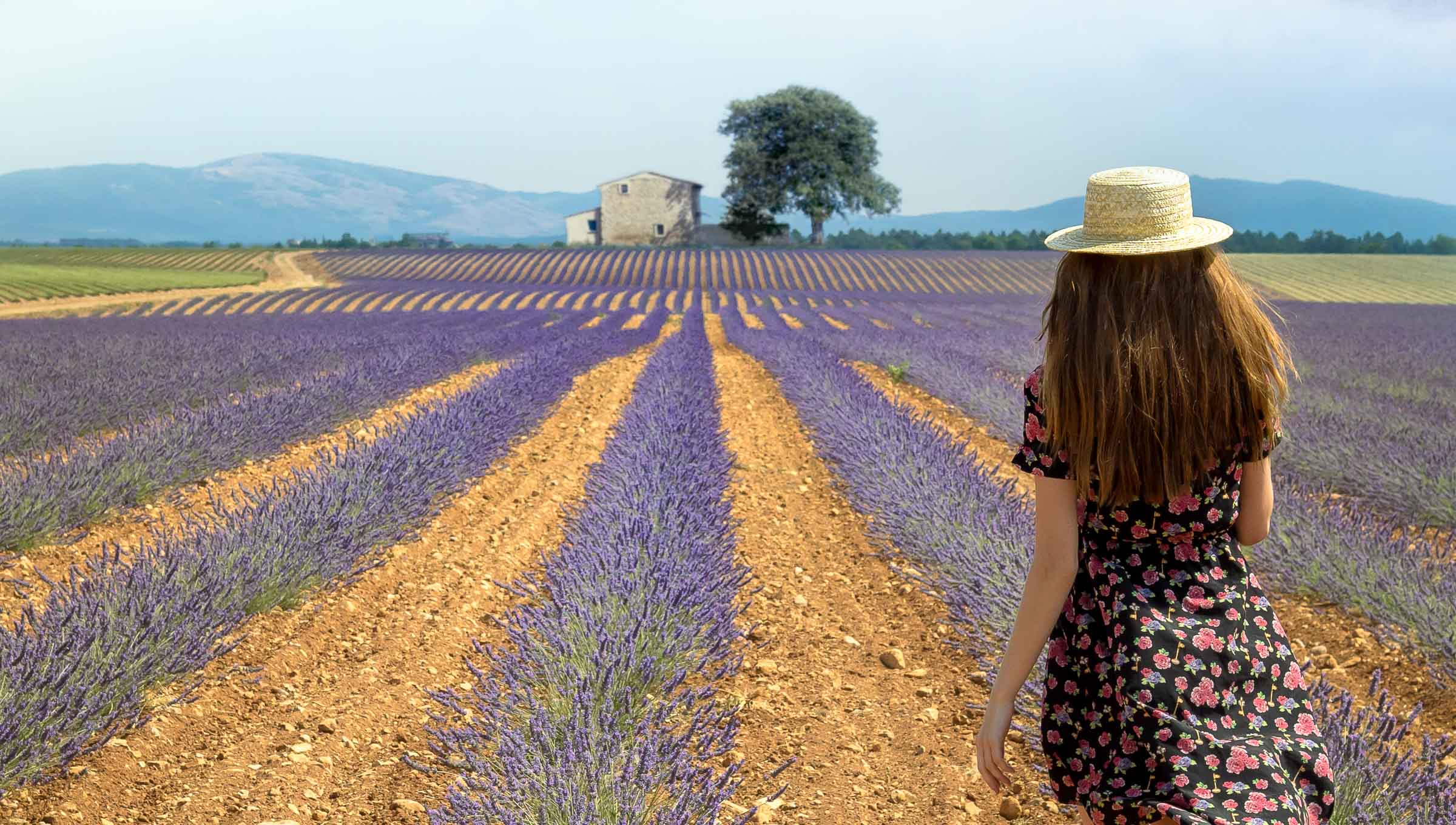 young woman in a lavander field in provence france