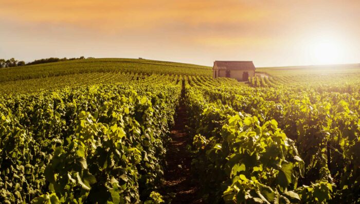 Sunsetting over champagne vineyards in reims france