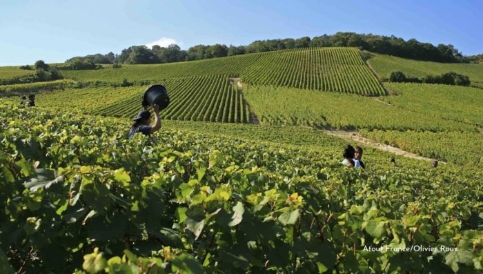 wine harvest in a champagne vineyard
