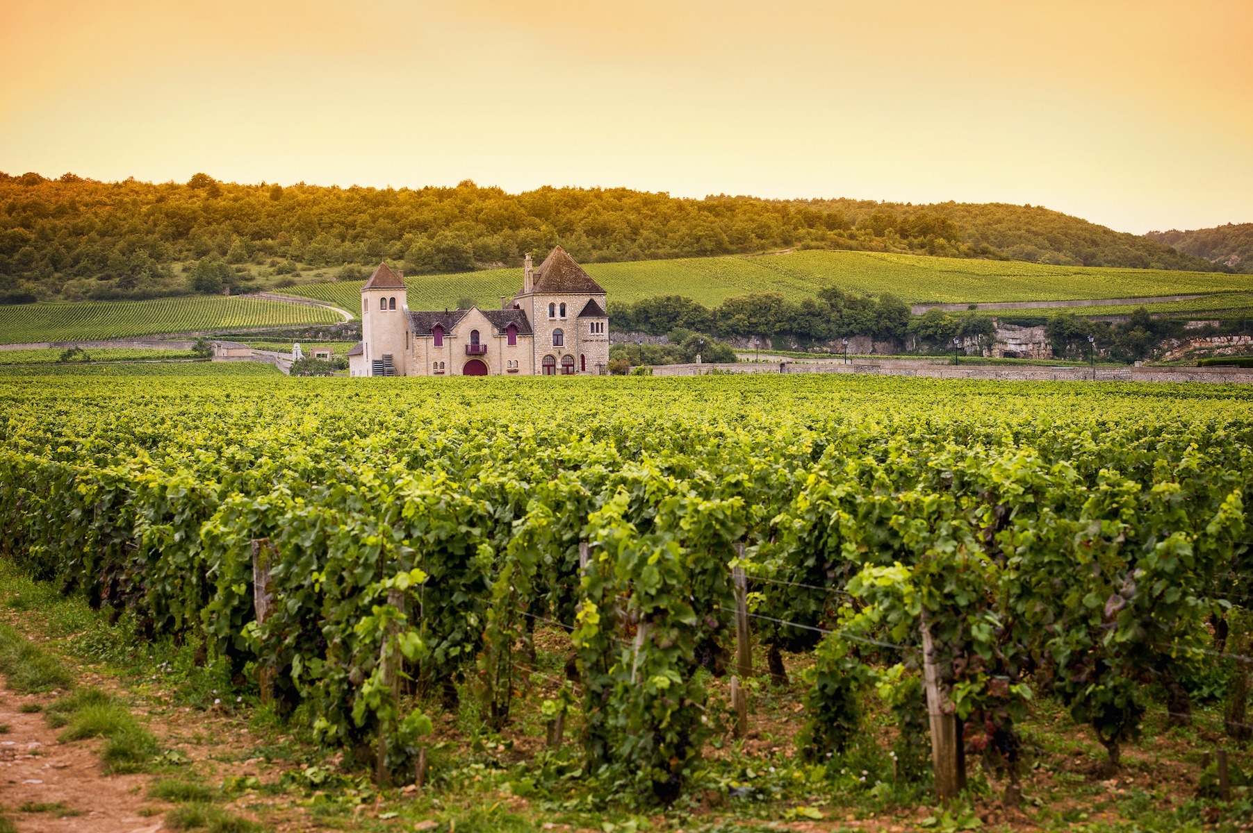 burgundy wine trails in fall