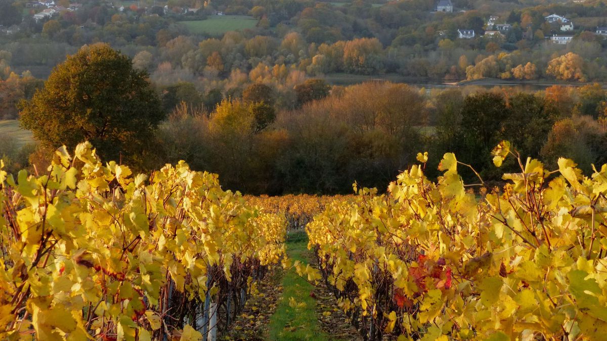 a fall getaway to the loire valley chinon vineyards