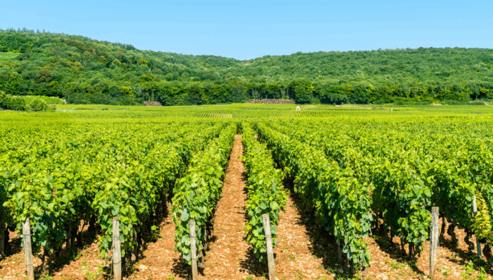 Côte de Nuits